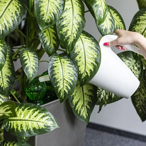 Bola de rega tripla (três compartimentos), transparente verde, com espigão cerâmico, 600 ml - 6