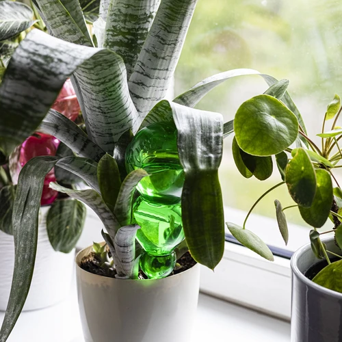 Bola de rega tripla (três compartimentos), transparente verde, com espigão cerâmico, 600 ml - 8