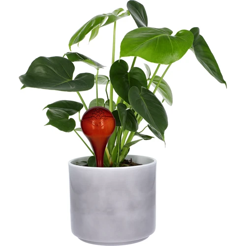 Bolas de irrigação para plantas, âmbar transparente, 400 ml, 2 peças - 7