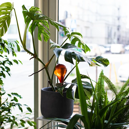 Bolas de irrigação para plantas, âmbar transparente, 400 ml, 2 peças - 11