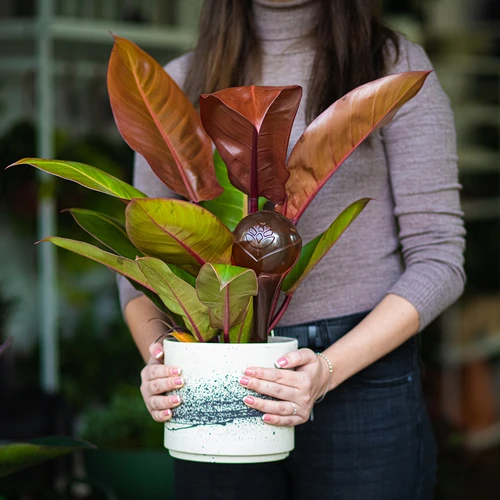 Bolas de irrigação para plantas, âmbar transparente, 400 ml, 2 peças - 12