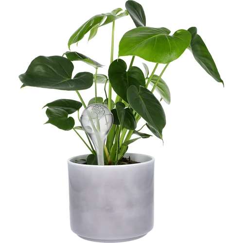 Bolas de irrigação para plantas, transparentes, 400 ml, 2 unid. - 7