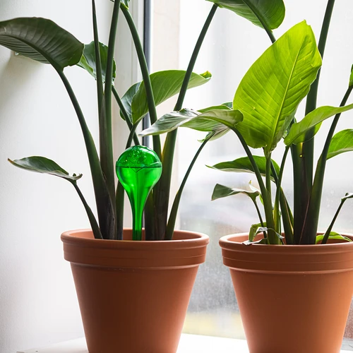 Bolas de irrigação para plantas, verdes transparentes, 400 ml, 2 unid. - 9