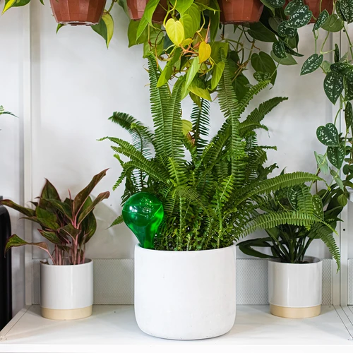 Bolas de irrigação para plantas, verdes transparentes, 400 ml, 4 unid. - 11