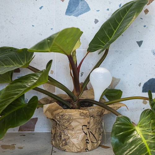 Bolas de rega para plantas, brancas semitransparentes, 400 ml, 4 unidades - 9