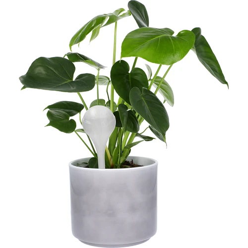 Bolas de rega para plantas, brancas semitransparentes, 400 ml, 4 unidades - 6