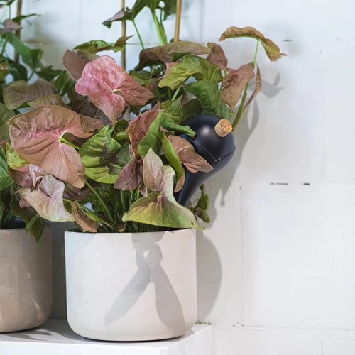 Bolas de rega para plantas, pretas mate, com rolha, 400 ml, 4 un. - 10