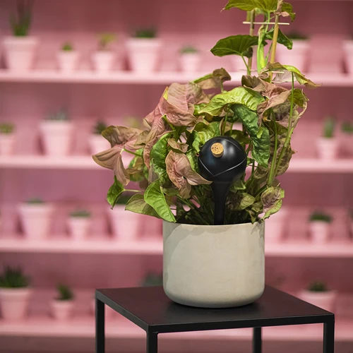 Bolas de rega para plantas, pretas mate, com rolha, 400 ml, 4 un. - 11