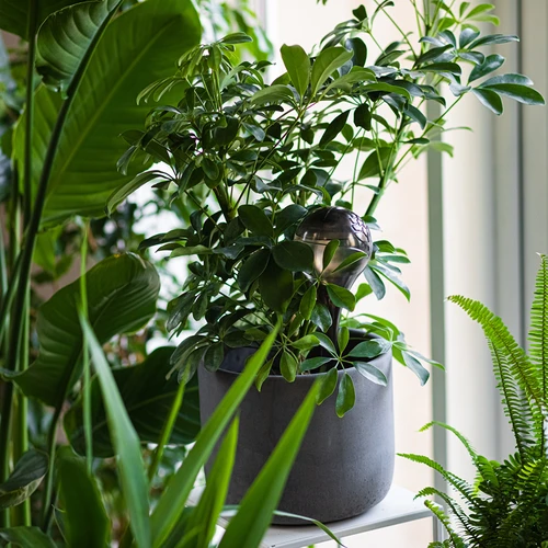 Bolas de rega para plantas, pretas transparentes, 400 ml, 4 unidades - 9