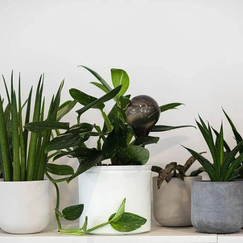 Bolas de rega para plantas, pretas transparentes, 400 ml, 4 unidades - 10