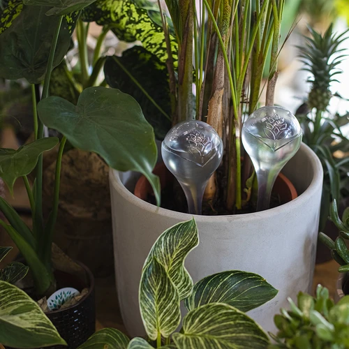 Bolas de rega para plantas, transparentes, 400 ml, 2 unid. - 9