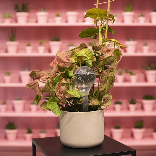 Bolas de rega para plantas, transparentes, 400 ml, 2 unid. - 13