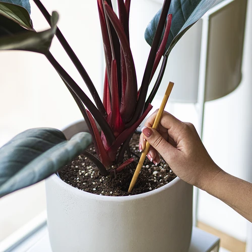 Bolas de rega para plantas, verdes transparentes, 400 ml, 2 unid. - 8