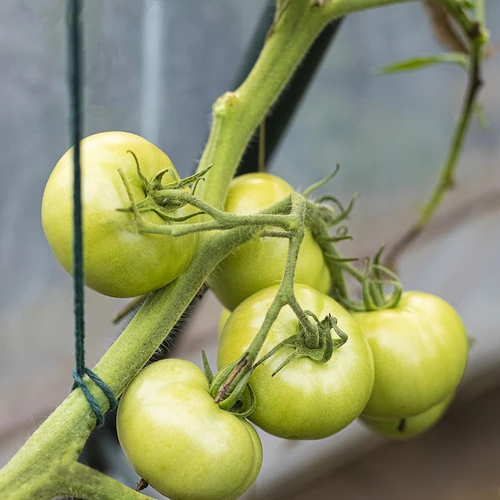 Cordão de algodão verde 2 mm/55 m/100 g - 9