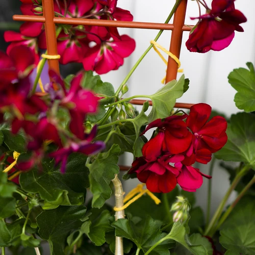 Cordel de algodão amarelo 2 mm/55 m/100 g - 11