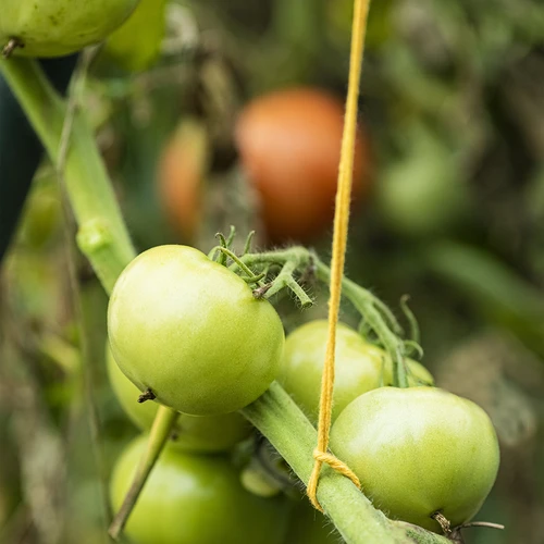 Cordel de algodão amarelo 2 mm/55 m/100 g - 10