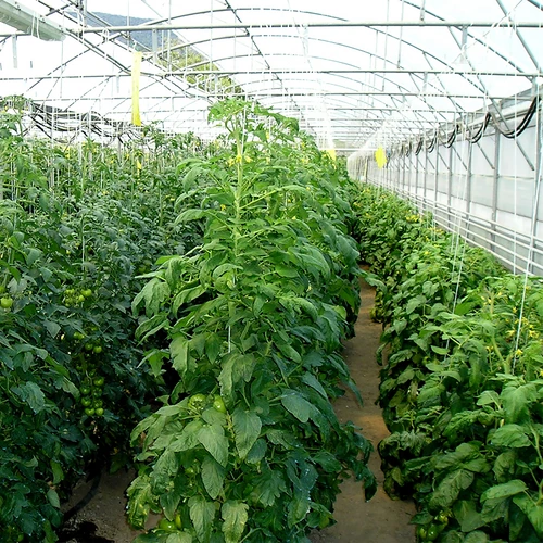 Cordel de polipropileno 1 mm/65 m/50 g - 5