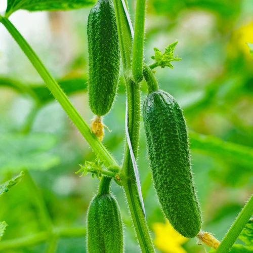 Cordel de polipropileno 1 mm/65 m/50 g - 6