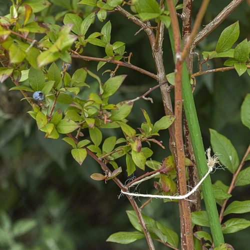 Cordel de sisal 1,8 mm/115 m/250 g - 8