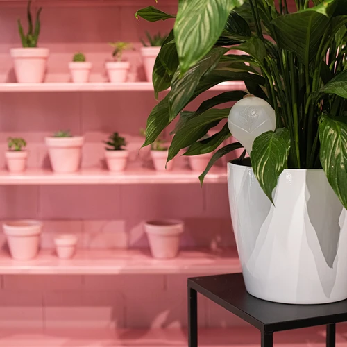 Esferas de rega para plantas, brancas semitransparentes com rolha de cortiça, 400 ml, 4 unid. - 12