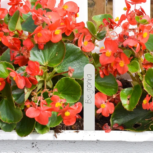 Etiquetas para identificação de plantas + lápis, sortido 10+20 unidades - 8