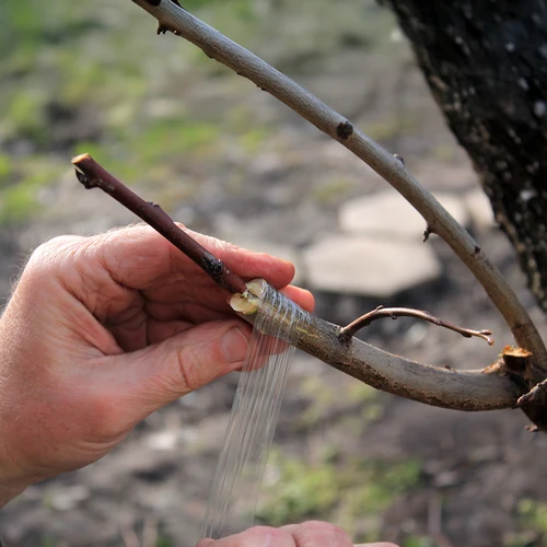 Fita de enxertia para jardinagem, transparente, 100 m x 3 cm - 4