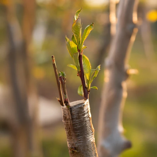 Fita de enxertia para jardinagem, transparente, 100 m x 3 cm - 5