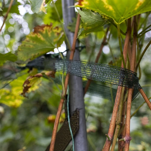 Fita para amarração de plantas PE 3 cm x 50 m - 4