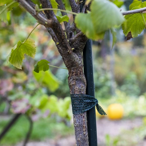 Fita para tutoramento de plantas PE 3 cm x 50 m - 3