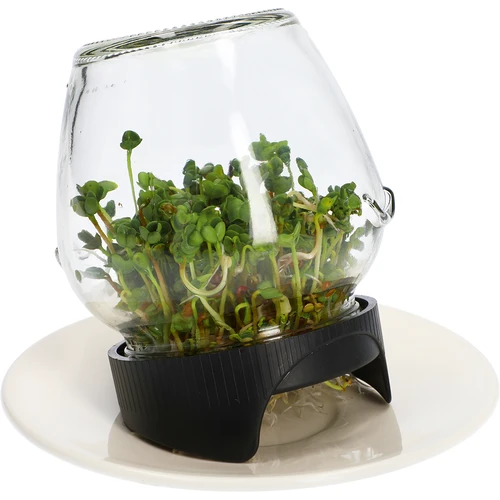 Germinador de pote Twist-off com sementes de rabanete - 8