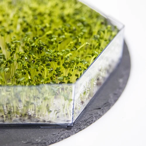 Germinador de vários níveis Niezłe Ziółko + 10 embalagens de sementes - 14