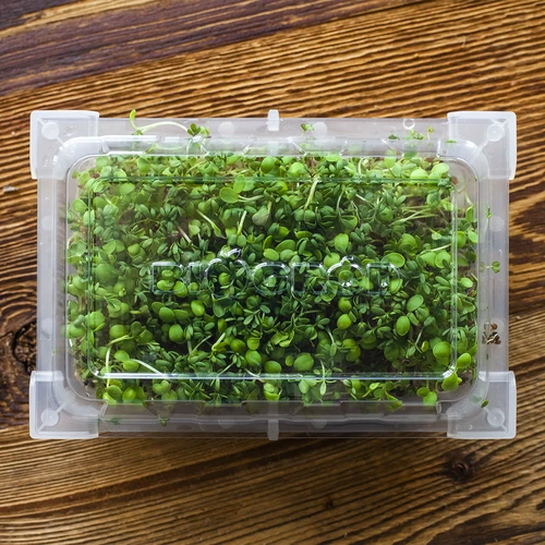 Germinador Zielona Czuprynka com sementes de rabanete - 16