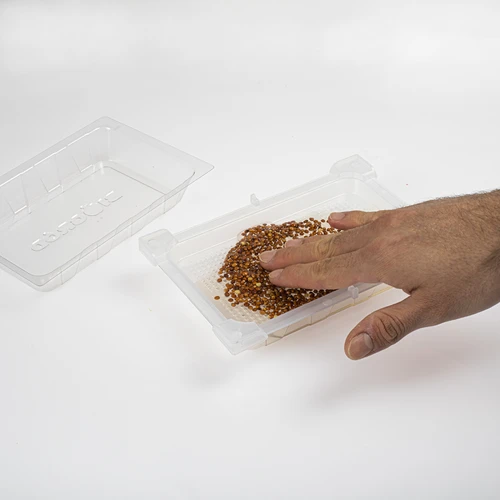 Germinador Zielona Czuprynka com sementes de rabanete - 6