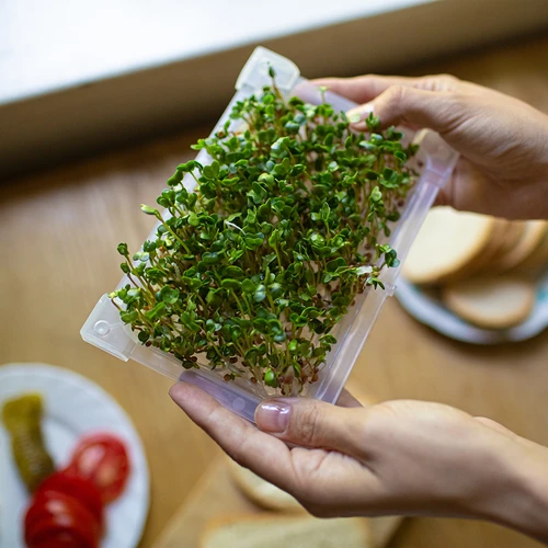 Germinador Zielona Czuprynka com sementes de rabanete - 14