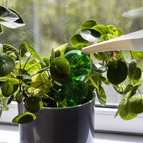 Globo de rega triplo (tricompartimentado), verde transparente, 600 ml - 6