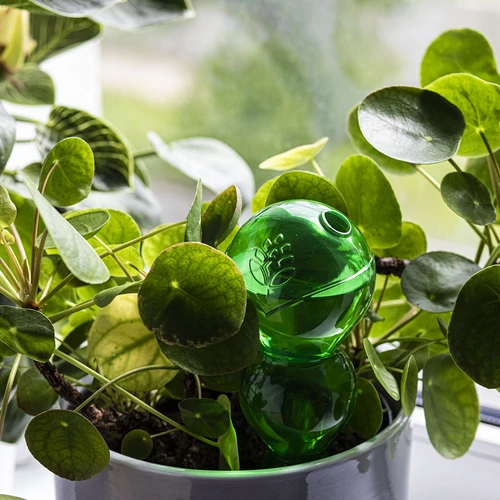 Globo de rega triplo (tricompartimentado), verde transparente, 600 ml - 7