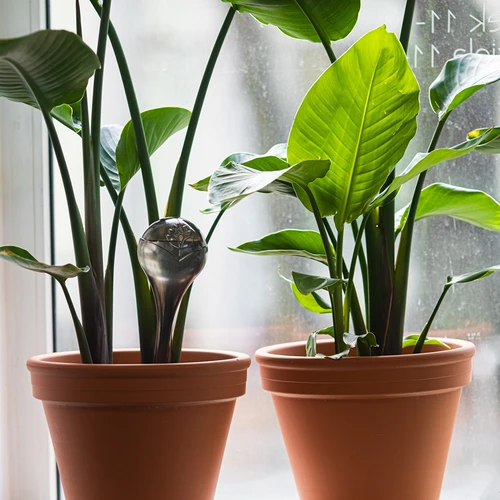 Globos de rega para plantas, pretos translúcidos, 400 ml, 2 unid. - 9