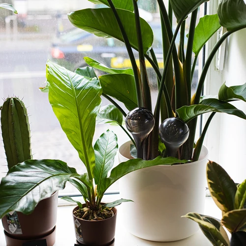 Globos de rega para plantas, pretos translúcidos, 400 ml, 2 unid. - 13