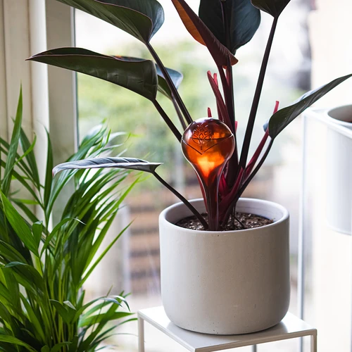 Globos de rega para plantas, transparentes âmbar, 400 ml, 2 unid. - 9