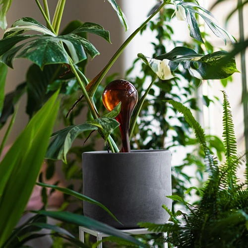 Globos de rega para plantas, transparentes âmbar, 400 ml, 2 unid. - 10