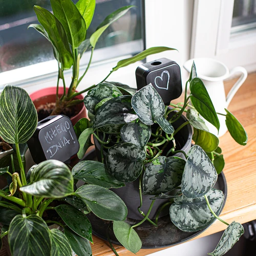 Irrigador para plantas – placa de ardósia preta com estaca de cerâmica, 200 ml - 9