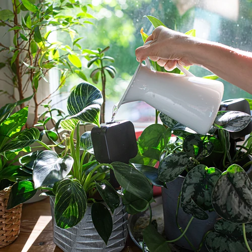 Irrigador para plantas – placa preta com pé de cerâmica, 200 ml - 7
