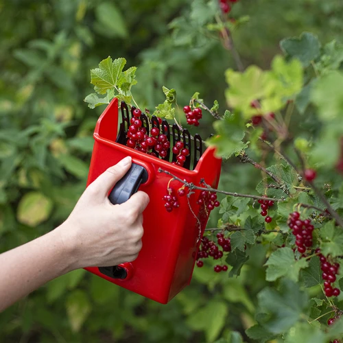 Máquina para colher pequenas frutas - 8
