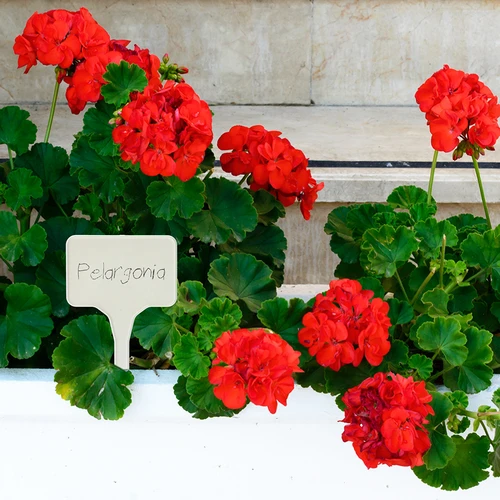Plaquetas para descrever plantas + lápis mix 10+20 unid. - 9