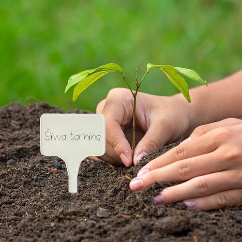 Plaquetas para descrever plantas + lápis mix 10+20 unid. - 10