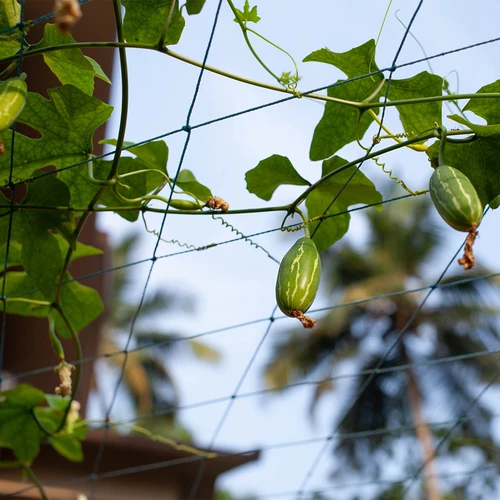 Rede para plantas trepadeiras, 1,8 x 2,7 m - 7