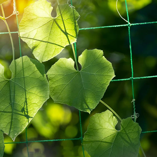 Rede para plantas trepadeiras, 1,8 x 5 m - 5