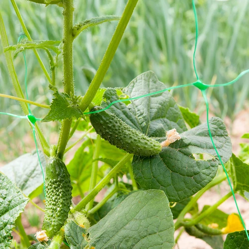 Rede para plantas trepadeiras: 2 x 20 m - 6