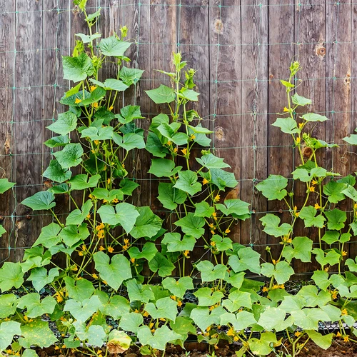 Rede para plantas trepadeiras: 2 x 20m - 5