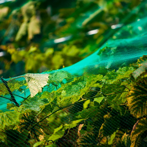 Rede para proteção contra pássaros, verde, 2 m x 5m - 5
